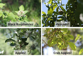 Unripe fruit on trees