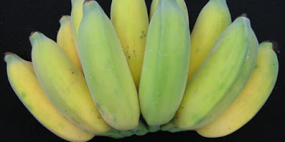 Gambar pisang awak