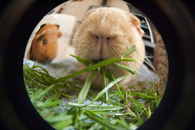 Cute guinea pig pictures