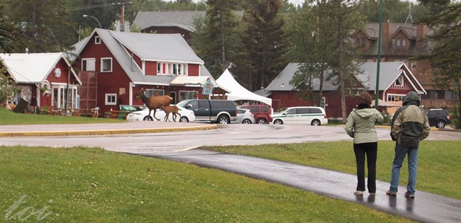 elk