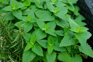 Catnip Uses, Benefits & Side Effects