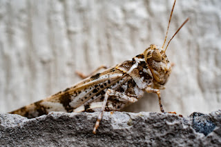 10 Amazing Facts About Grasshoppers