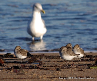 Dunlins, 11/13/10 Plum Island, North End