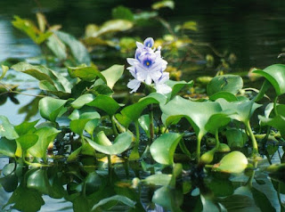  adalah jenis tumbuhan yang hidup dengan cara mengapung di air Eceng Gondok: Ciri Khusus, Habitat, dan Fungsi