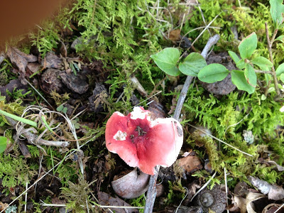 red mushroom