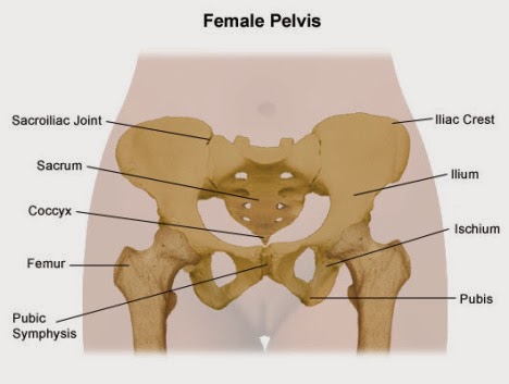 Midwife s Letter GENITALIA EKSTERNA DAN INTERNA PADA 