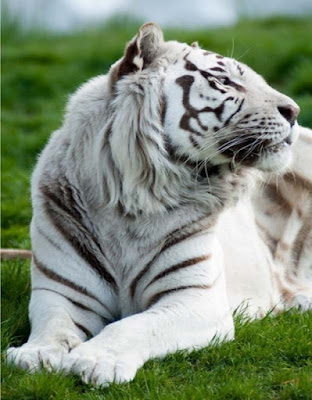 white-tiger-images