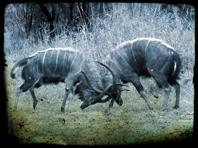 Gnus fighting