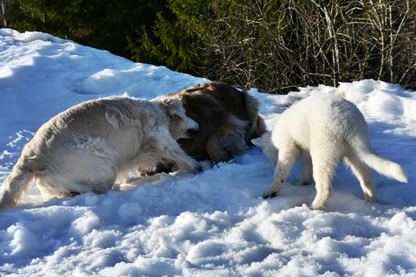 leonberger golden retriever hvit gjeterhund