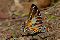 Graphium nomius