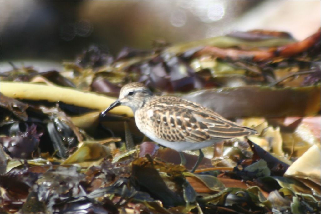 Least Sandpiper