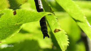 Aeshna cyanea (female) IMG6644