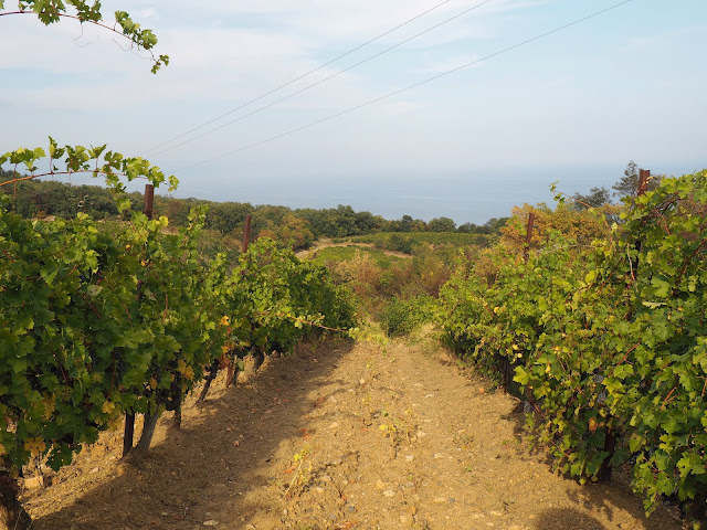 Виноградник возле поселка Утес (Крым)