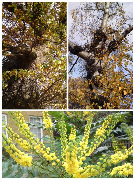 Autumn collage