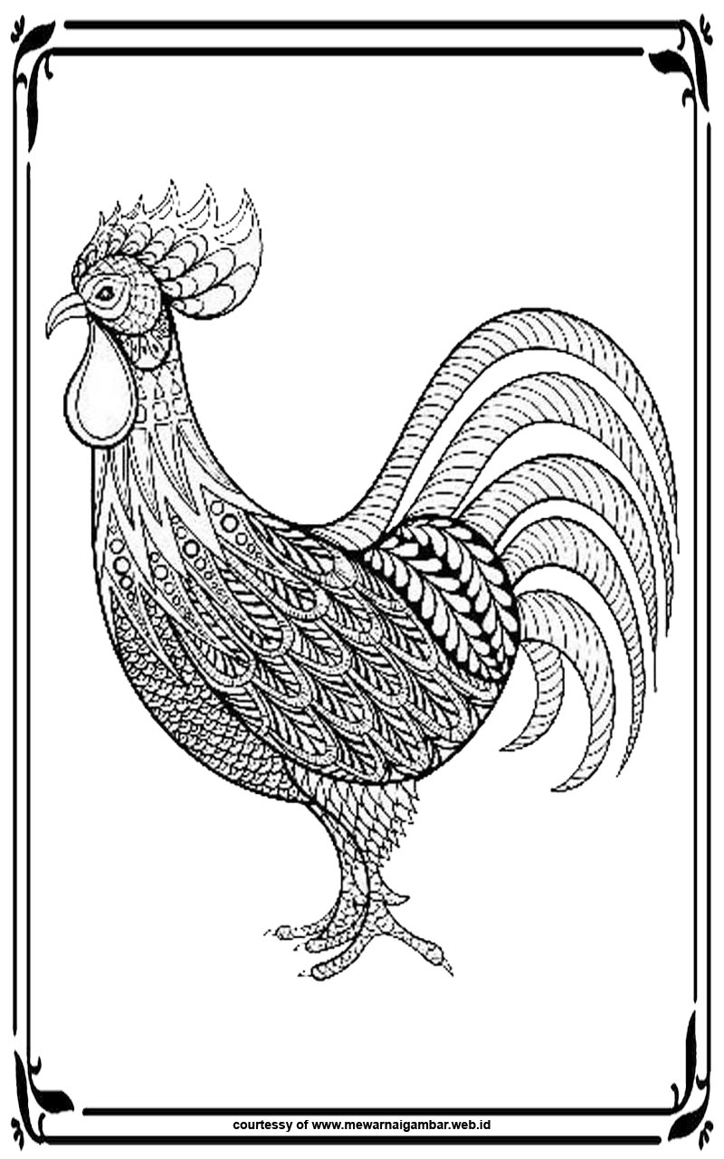  110 Gambar  Sketsa Ayam  Gudangsket