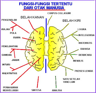 melatih otak kanan