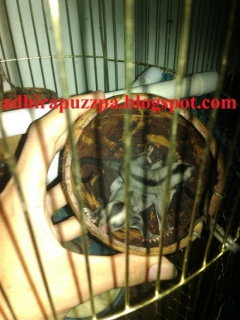 anak sugar glider