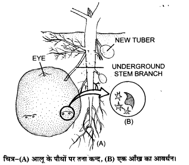 Solutions Class 11 जीव विज्ञान Chapter-5 (पुष्पी पादपों की आकारिकी)