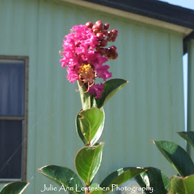 Miss Sandra Crape Myrtle Fuchsia Blossom