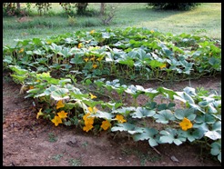 Aug Canning andgarden 002