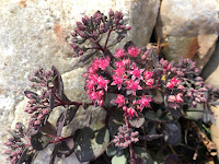 dazzleberry sedum