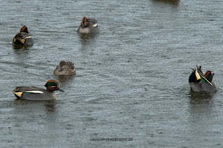 Wildlifefotografie Krickente Naturfotografie Lippeaue Olaf Kerber