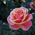 Roses are.....orange and pink!