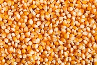 أسعار طن الذرة الصفراء في مصر 2023