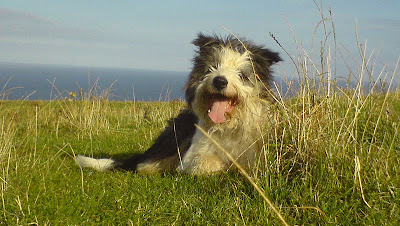 Bearded Collie