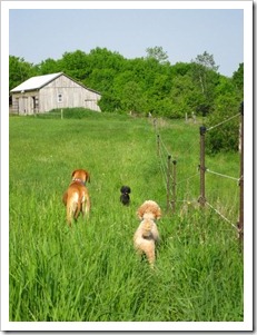 20120526_tall-grass_002