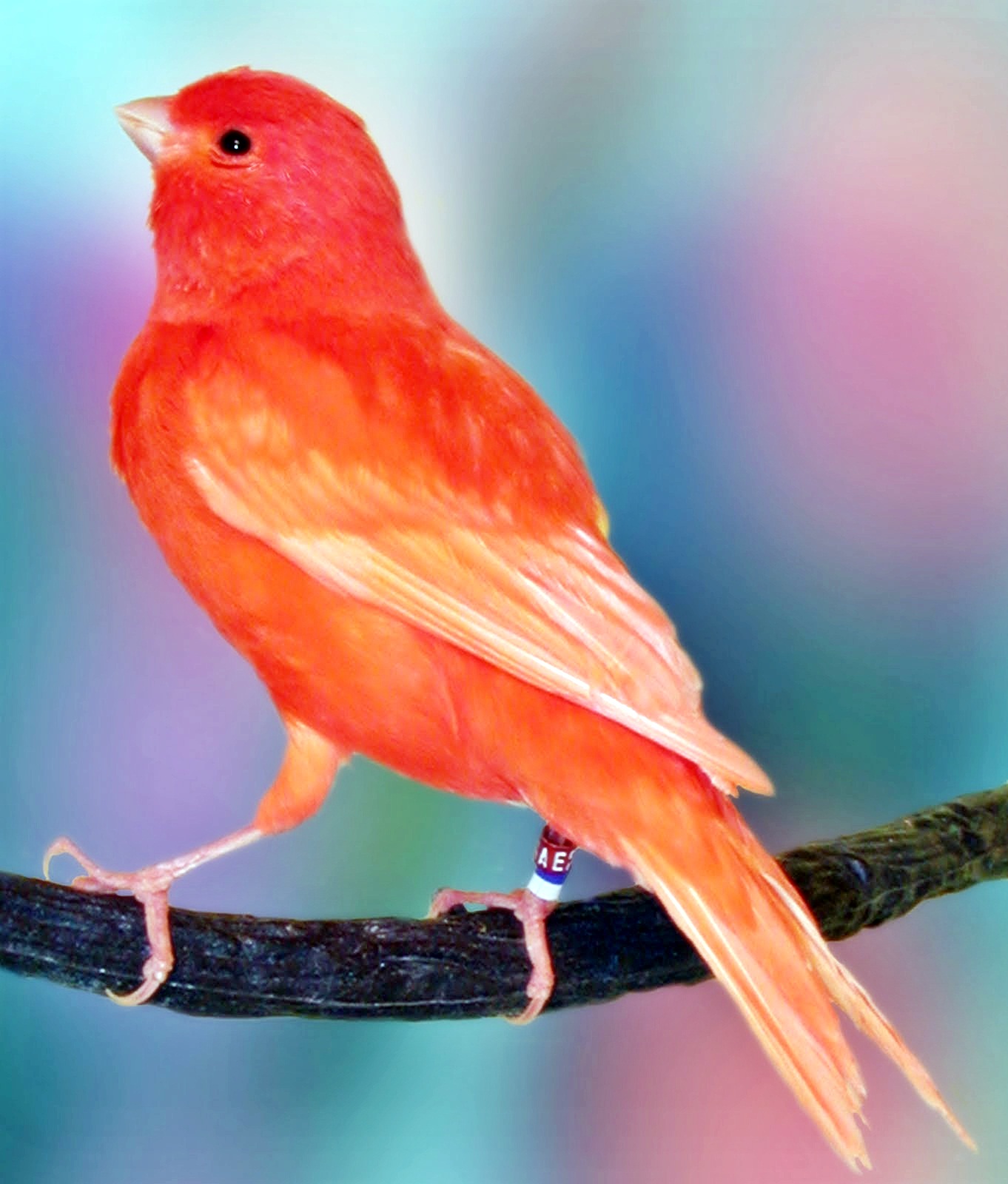  Burung kenari  merah Ocehan Kenari 