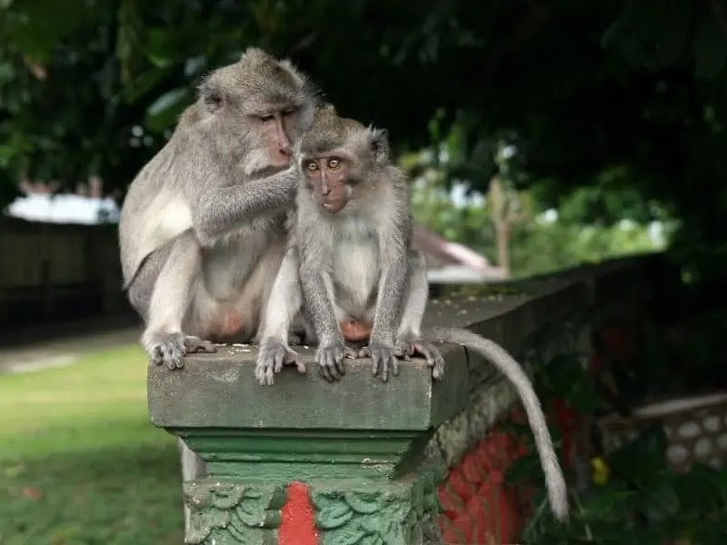 Monkeys in Bali are not always cute