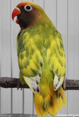 Belajar Warna Pada Lovebird 2 [Lanjutan]