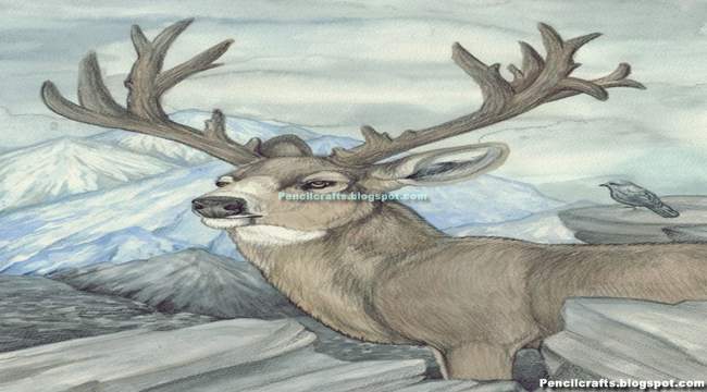 Color Pencil drawing Deer-beginner