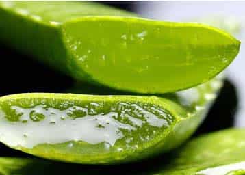 aloe-vera-warts-treatment