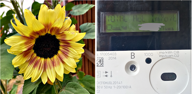 Sunflower and electric meter
