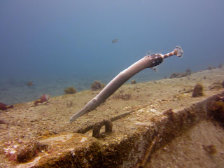 Tenerife Trumpet fish