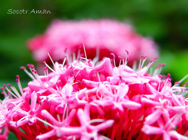 Clerodendrum bungei