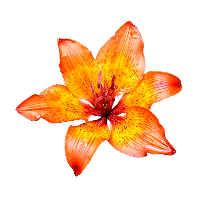 Lily-flower-png-images-transparent-images-free-download-png-pics-photos