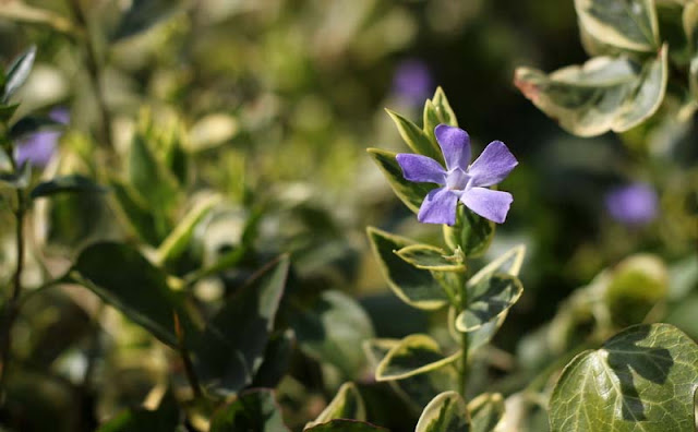 Vinca Major Variegata