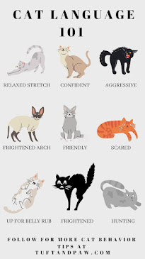 Actions of cats and their meanings