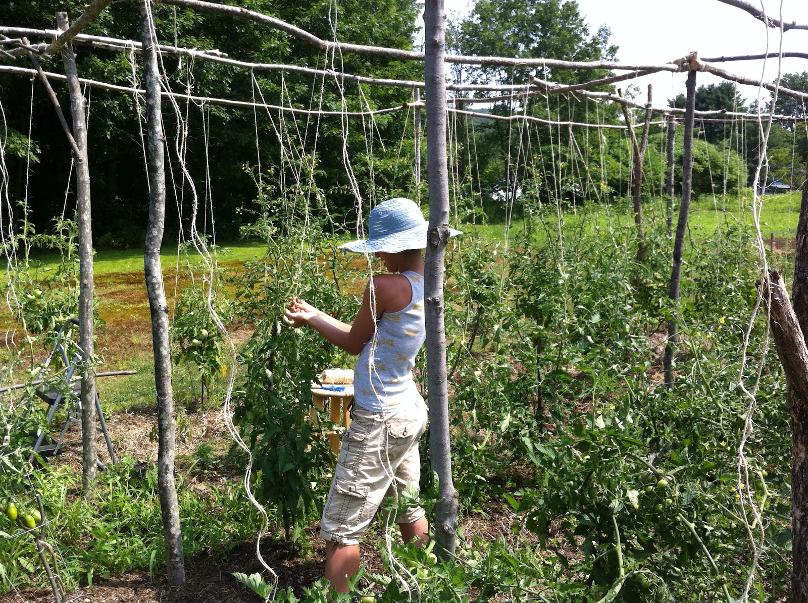 Tomato Trellis