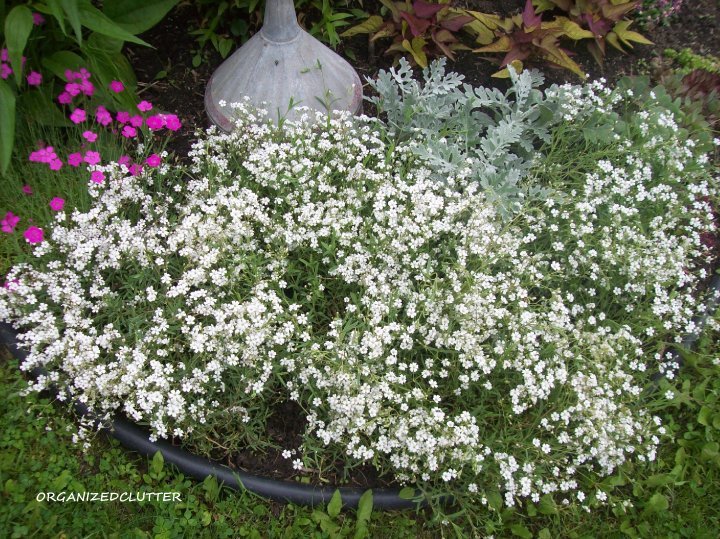 types of flowers annuals Baby's Breath Perennial | 720 x 539
