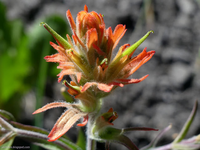 27: orange paintbrush with big flowers