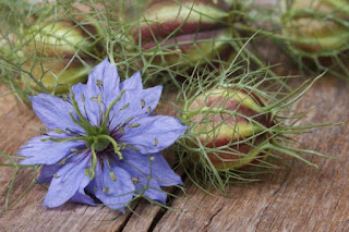 nigella sativa oil-çörek otu yağı