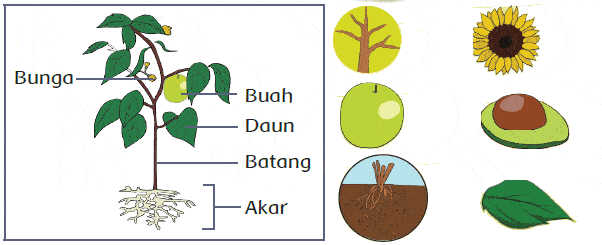 Bagian Rumbuhan