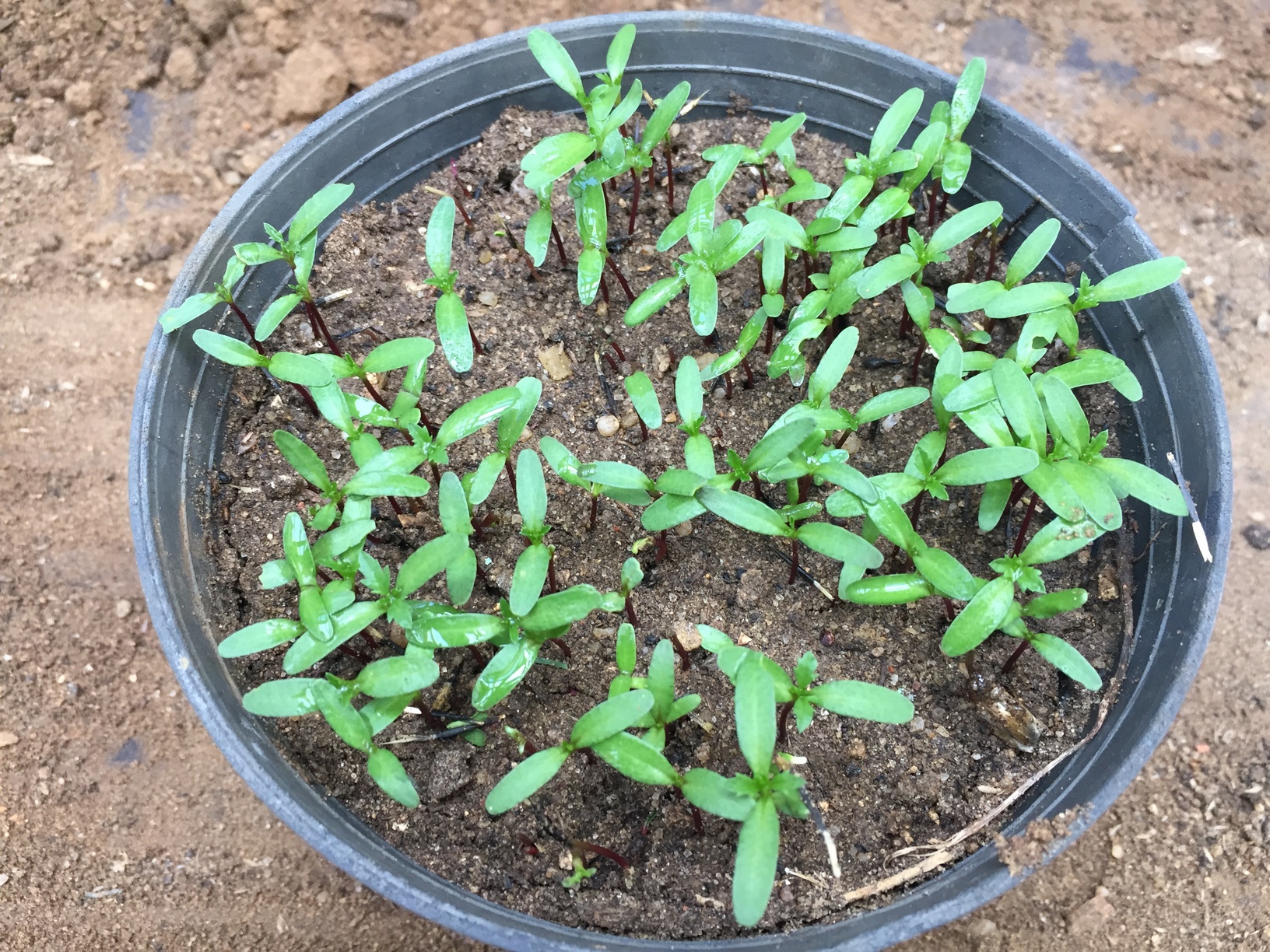 Marigold seeds usually germinate in about two weeks after the sowing. With the right conditions, Once the sprouts are out of the ground, they grow very rapidly.