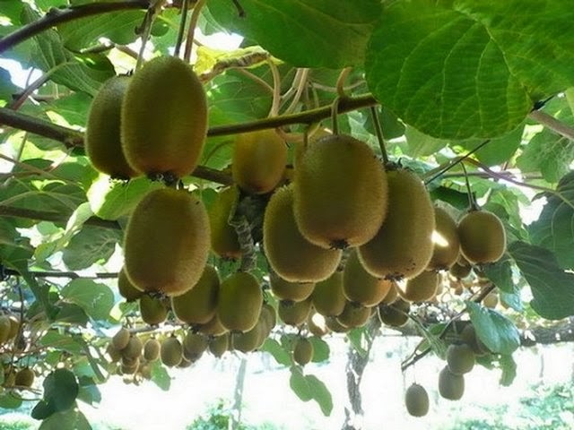 Kiwifruit , کێوی ، میوە 