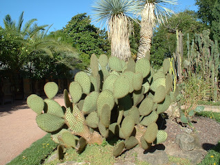 cactus opuntia scheerii