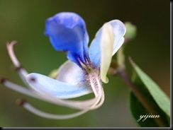 IMG_1464 copy